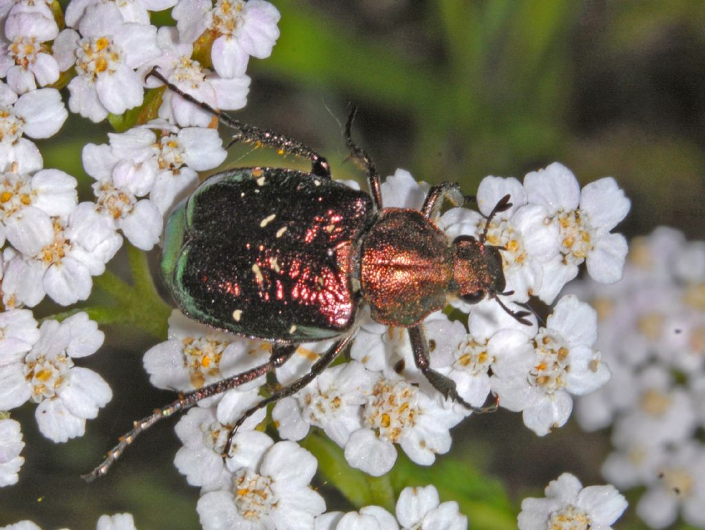 Cetoniidae: Gnorimus nobilis